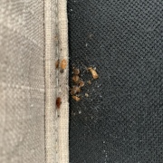 Deratizace štěnic Praha