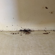 jak štěnice vypadá?